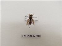 藏品(雙斑馬蜂)的圖片